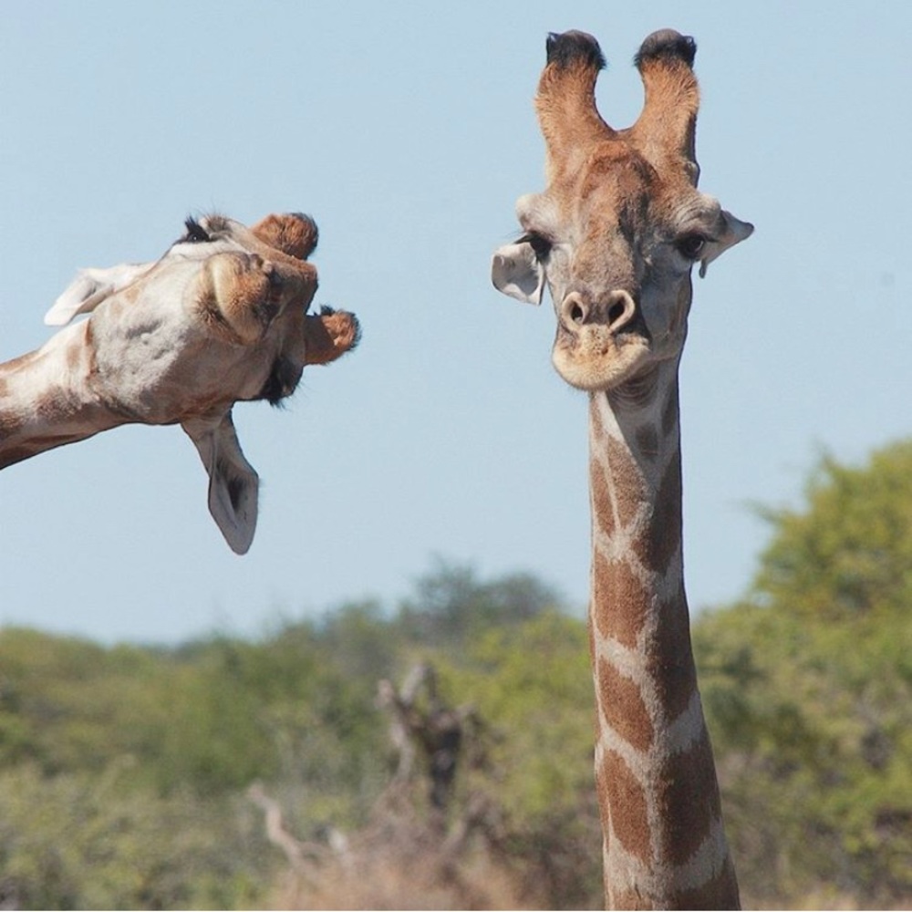 Meet your Posher, Bety